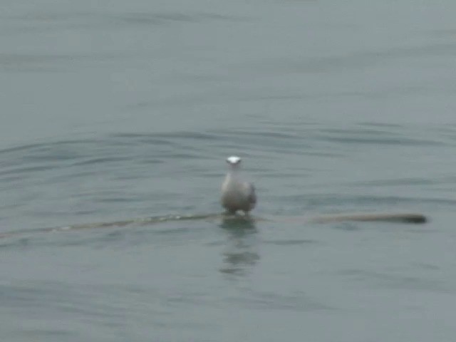 Aleutian Tern - ML201557401