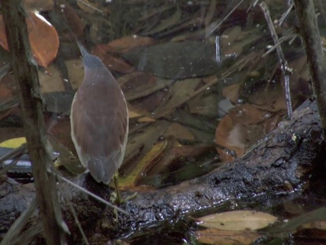 Schrenck's Bittern - ML201557451