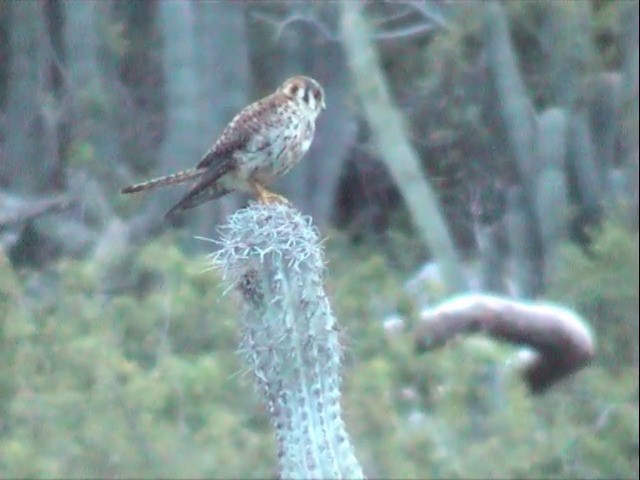 American Kestrel (Eastern Caribbean) - ML201557521