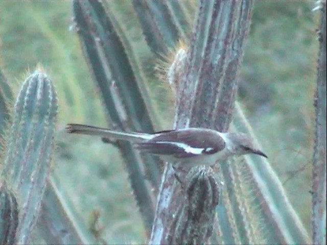 Northern Mockingbird - ML201557531