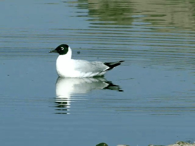 Mouette des Andes - ML201557551