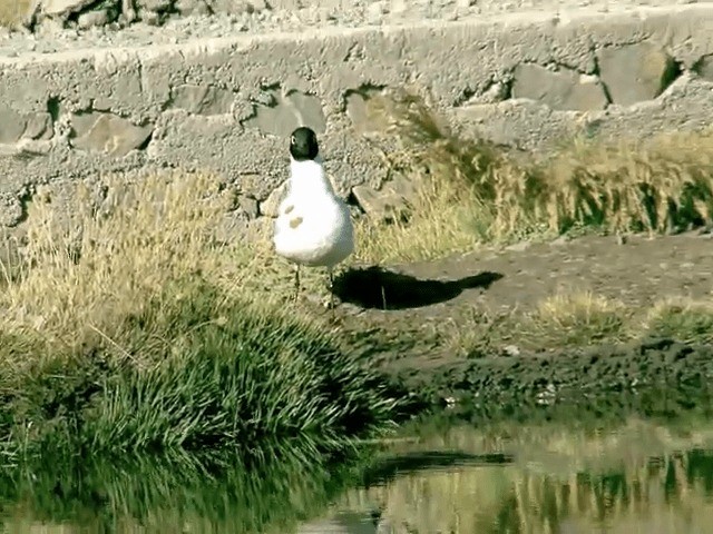 Andean Gull - ML201557561