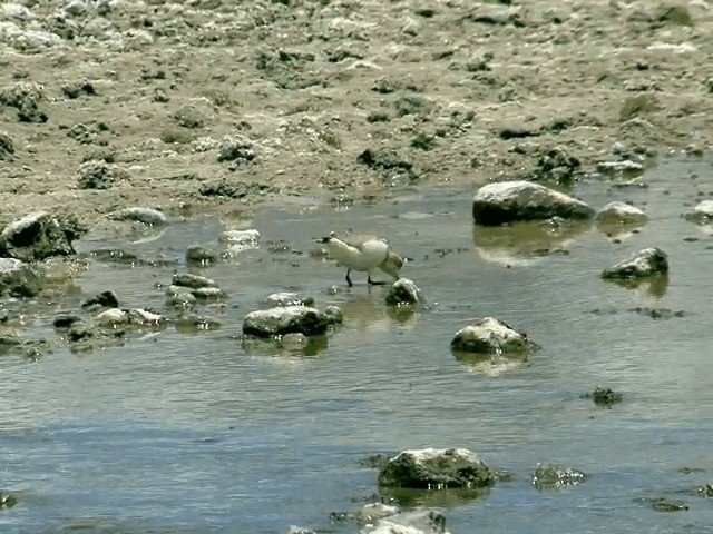 Puna Plover - ML201557631