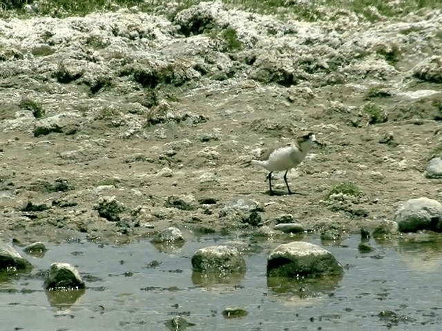 Puna Plover - ML201557641