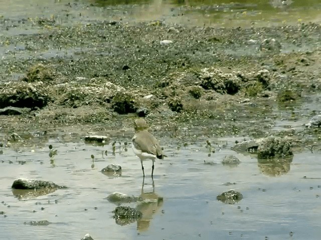 Puna Plover - ML201557651