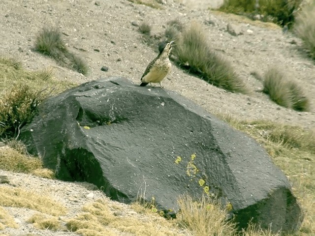 Andean Flicker (Southern) - ML201557721