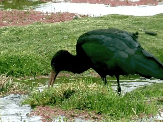 ibis andský - ML201557781