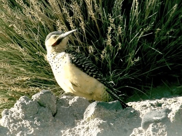 Andean Flicker (Southern) - ML201557811