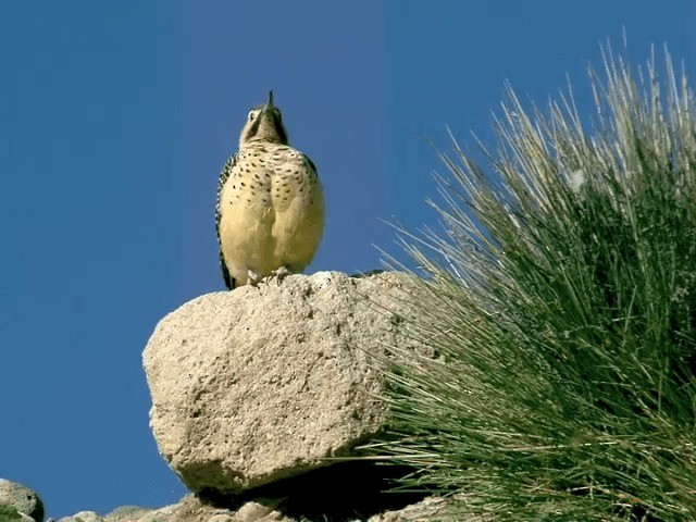 Andean Flicker (Southern) - ML201557821