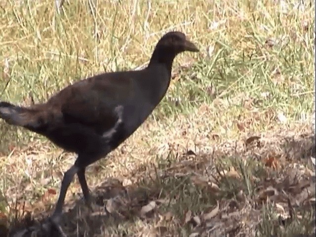 Tasmanian Nativehen - ML201557831