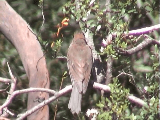 Golden Whistler - ML201557841