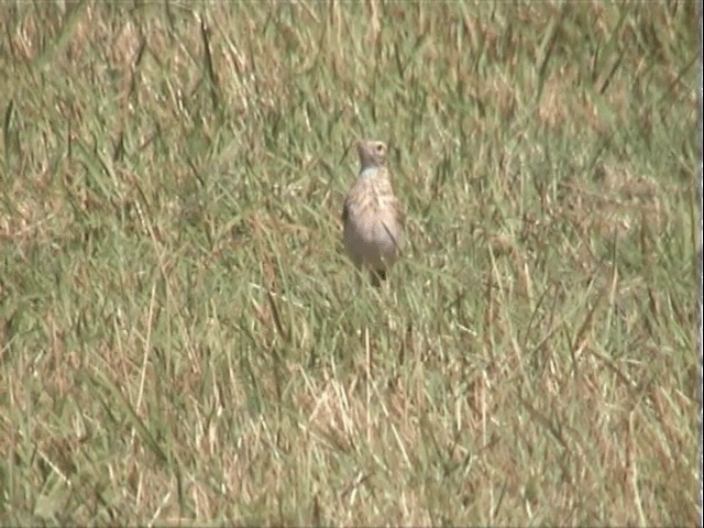 Pipit d'Australie - ML201557851