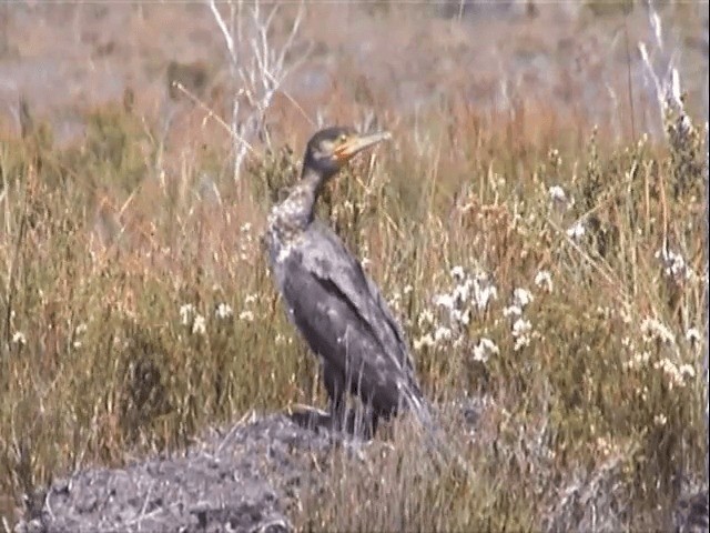 Great Cormorant (Australasian) - ML201557861