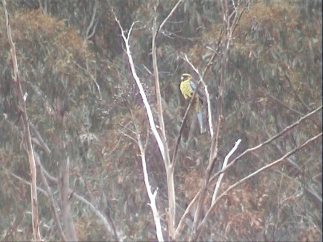 Green Rosella - ML201557881