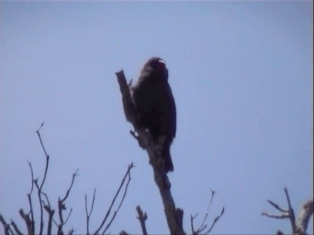 Beautiful Firetail - ML201557921