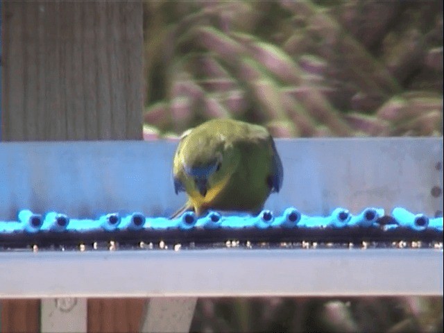 Orange-bellied Parrot - ML201557951