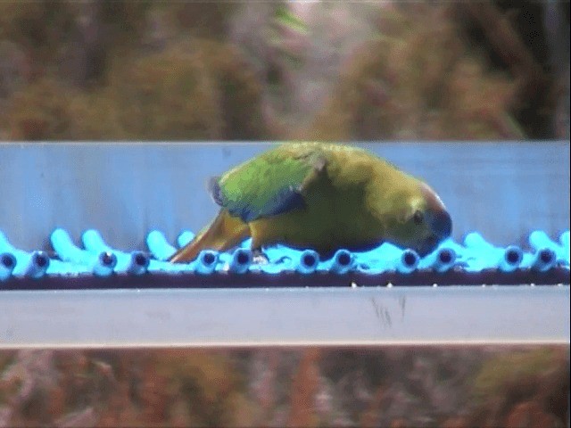 Orange-bellied Parrot - ML201557961