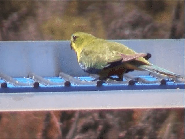 Orange-bellied Parrot - ML201557981