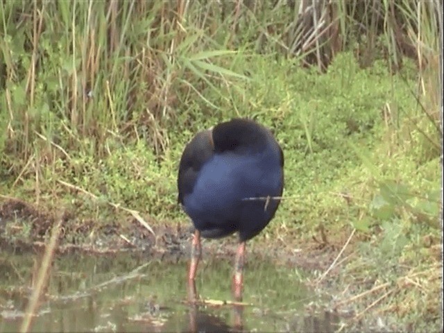 Australasian Swamphen - ML201557991