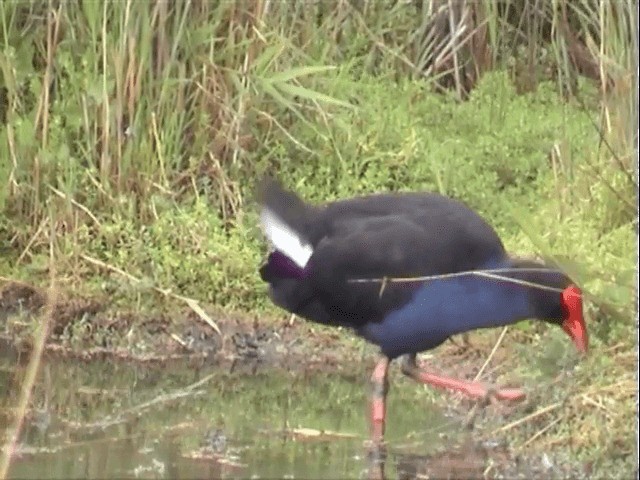 Australasian Swamphen - ML201558001