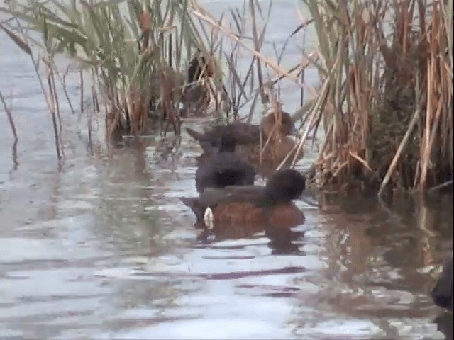 Chestnut Teal - ML201558011