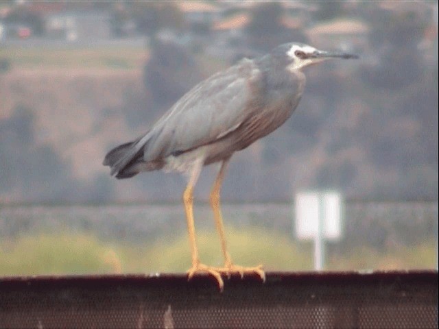 White-faced Heron - ML201558021