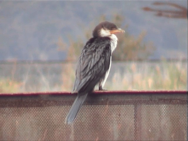 Little Pied Cormorant - ML201558031