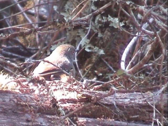 Tasmanian Scrubwren - ML201558051