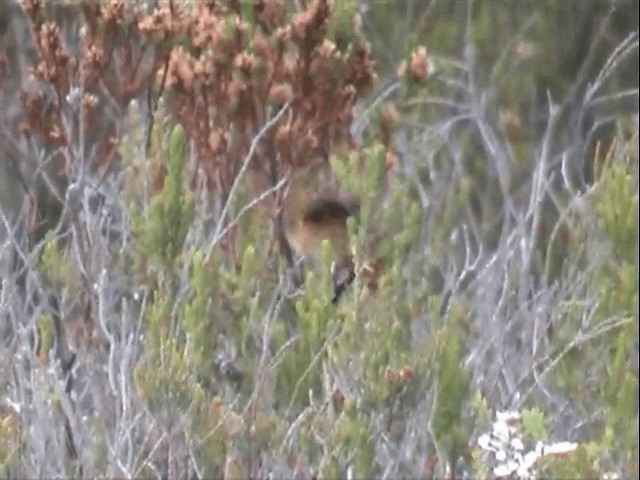 Güneyli Emubülbülü - ML201558061