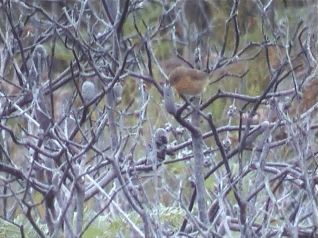 Güneyli Emubülbülü - ML201558071