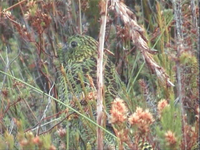 Ground Parrot (Eastern) - ML201558101