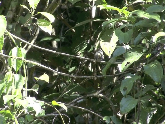 Little Pied Flycatcher - ML201558151