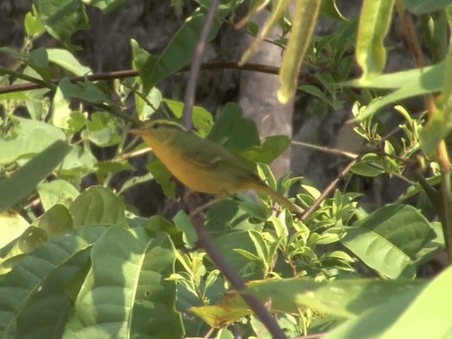 Limestone Leaf Warbler - ML201558221