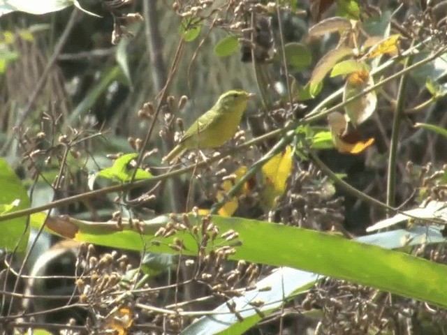 Limestone Leaf Warbler - ML201558261