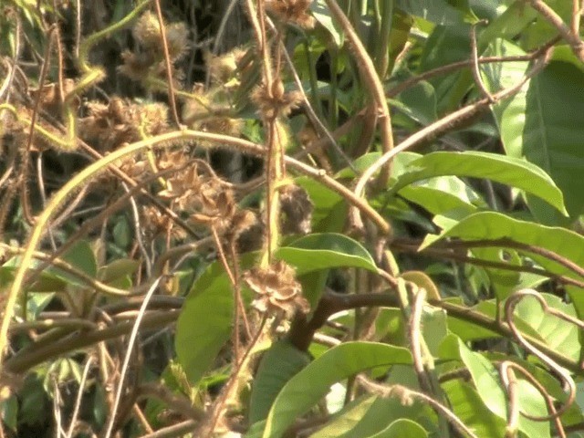 Mosquitero Roquero - ML201558271