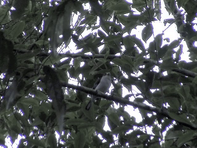 Silver-breasted Broadbill - ML201558311