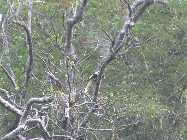 White-winged Magpie (Black-tailed) - ML201558341