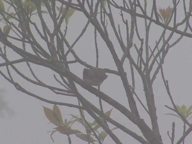 Yuhina Indochina - ML201558361