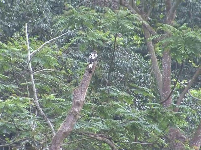 White-winged Magpie (Black-tailed) - ML201558381