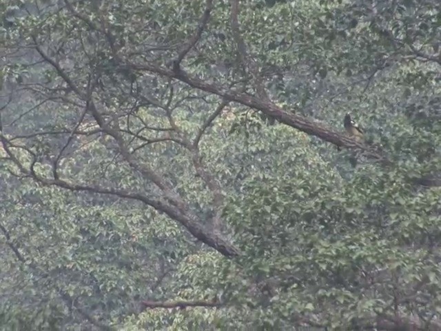 White-winged Magpie (Black-tailed) - ML201558411