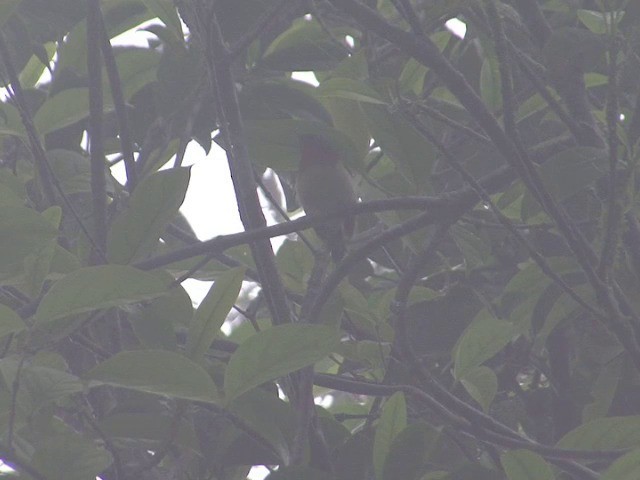 Hainannektarvogel (latouchii/sokolovi) - ML201558421