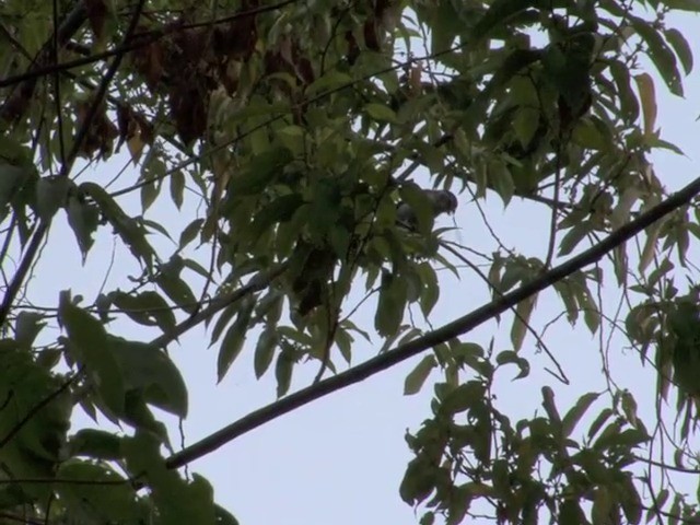 Black-headed Parrotbill - ML201558451