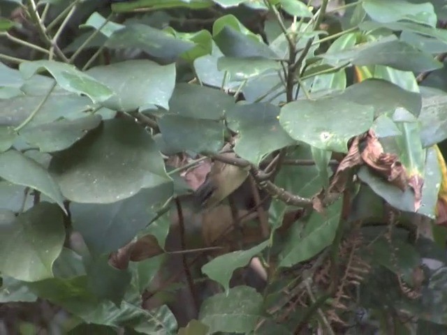 Gray-throated Babbler - ML201558471