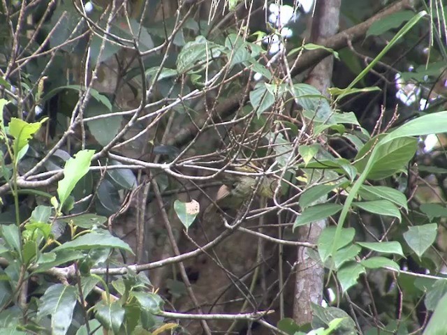 Pin-striped Tit-Babbler (Pin-striped) - ML201558481