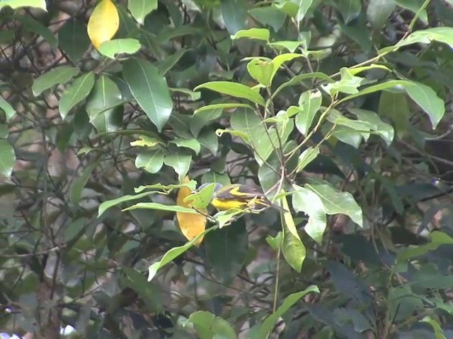 Minivet Gorjigrís (grupo solaris) - ML201558491