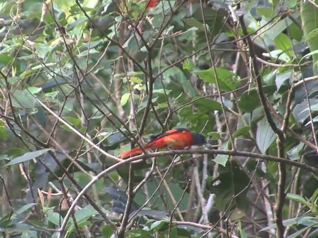 Gray-chinned Minivet (Gray-chinned) - ML201558501