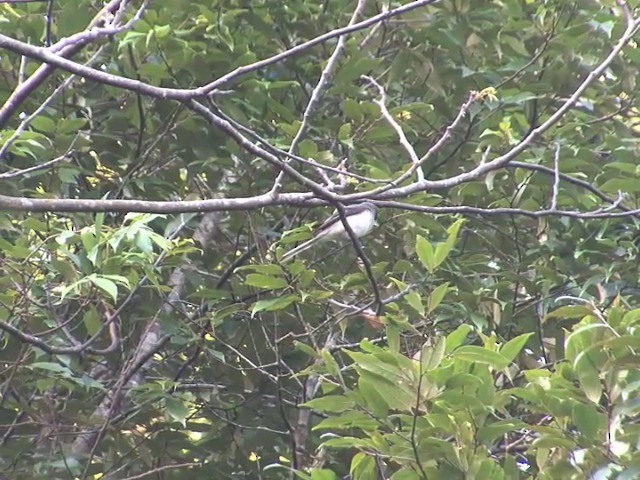 Brown-rumped Minivet - ML201558511