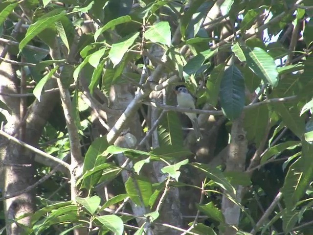 Black-headed Parrotbill - ML201558521