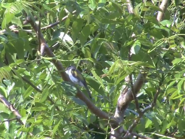 Ashy Bulbul (Brown-backed) - ML201558531