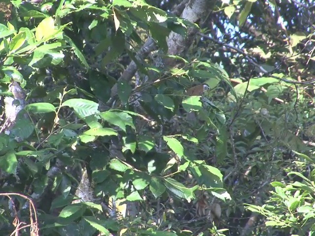 Black-headed Parrotbill - ML201558541